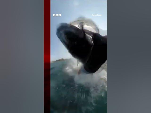 This is the moment a whale crashed into a man wing foiling in Australia. #Shorts #Whales #BBCNews